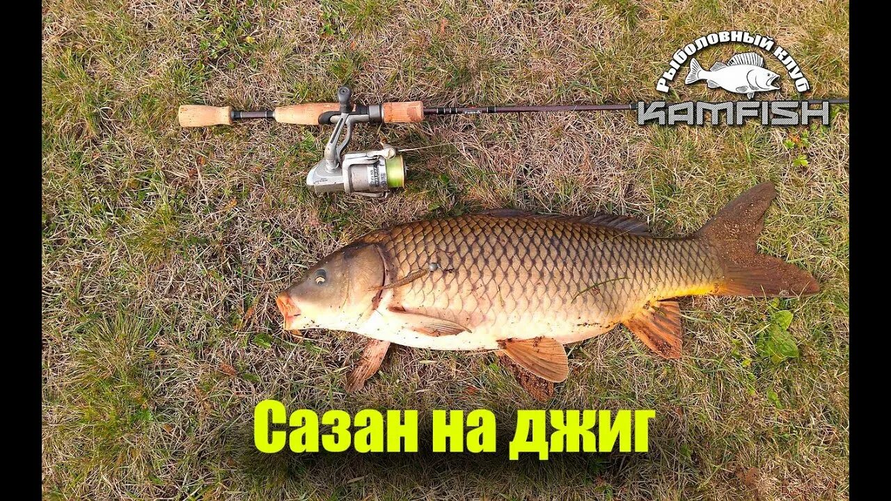 Сазан на Дону. Джига для рыбалки на сазана. Сазан на джиг. Сазан на земле.