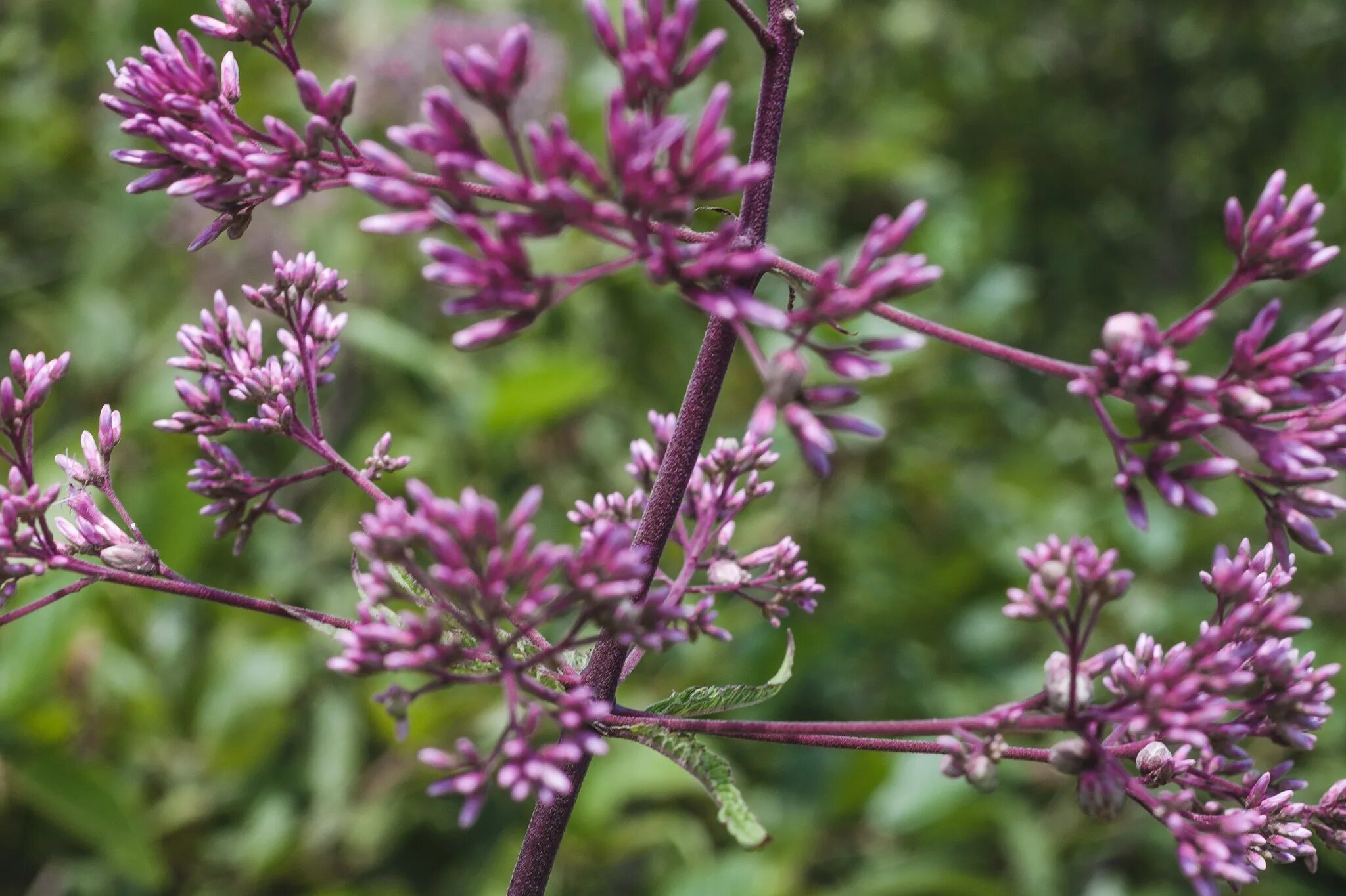 Дикая сирень трава. Растения на английском. Дикая сирень фото. Гвоздика куст Lilac.