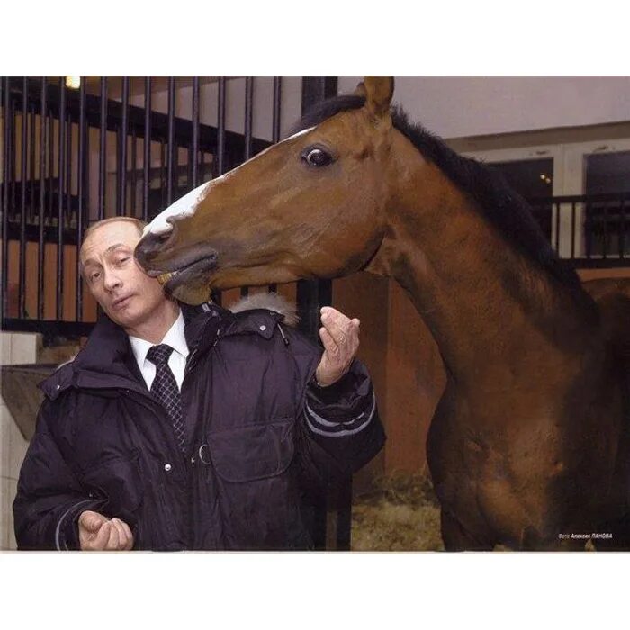 Лошадь председателем. Фотография путина на коне. лошадь путина.
