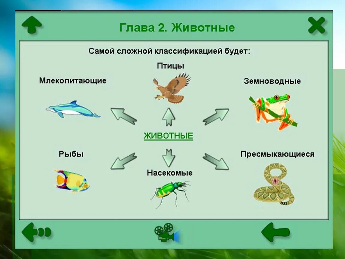 Классификация животных окружающий мир 3 класс. Классы животных. Животные классификация. Классы животных классификация. Классификация животных схема.