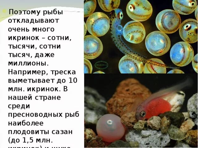 В мире существует несколько десятков рыб огэ. В мире существует несколько десятков рыб огэ
