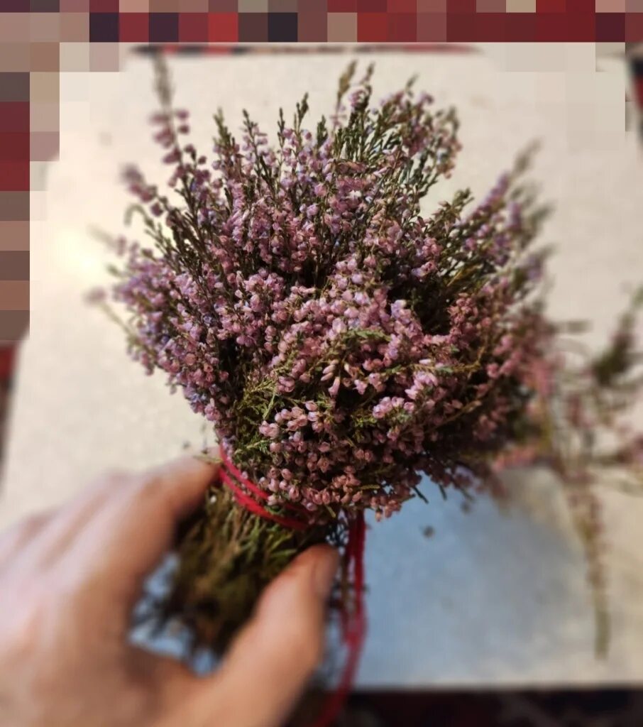 Вереск лесной сухоцвет. Папоротник сухоцвет. Вереск сухоцвет. Вереск сухоцвет. Вереск сухой.