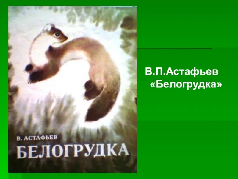 Белогрудка читательский дневник. Белогрудка Астафьев. Белая грудка Астафьев.