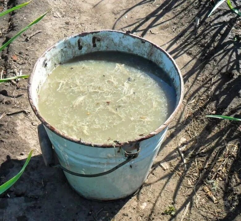 Подкормка томатов и огурцов куриным пометом. Навозная жижа. раствор коровяка. подкормка навозной жижей. подкормка огурцов навозная жижа.
