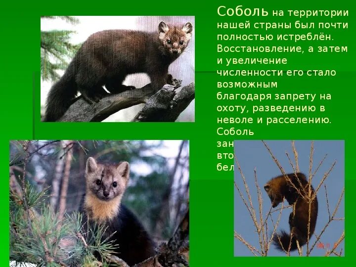 Соболь живет в тундре или в тайге. Информация о соболе. сообщение о соболе. животное соболь информация. соболь обитает.