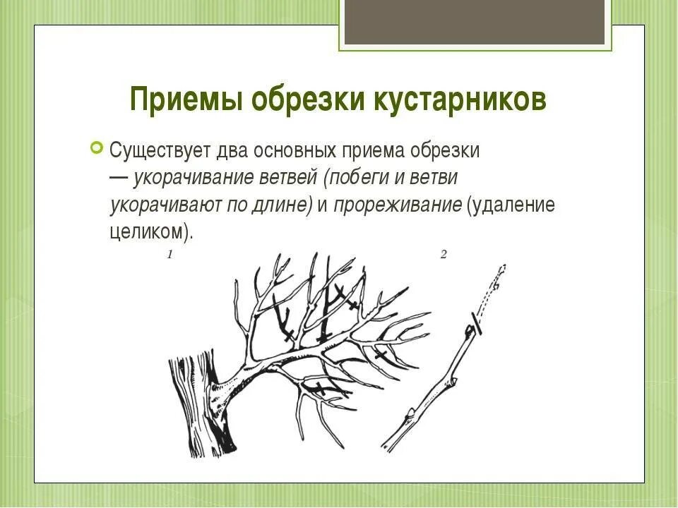 Обрезка при какой температуре. Обрезка кустарников схема. способы обрезки деревьев и кустарников. схема обрезки кустарников. обрезка деревьев и кустарников схема.