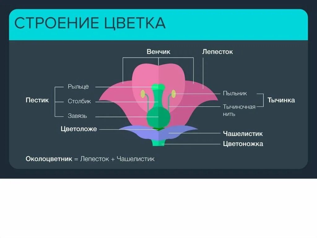 Строение цветка. Структура цветка. Ботаника шпаргалка. Ботаника шпаргалки ЕГЭ. Шпоры по биологии огэ