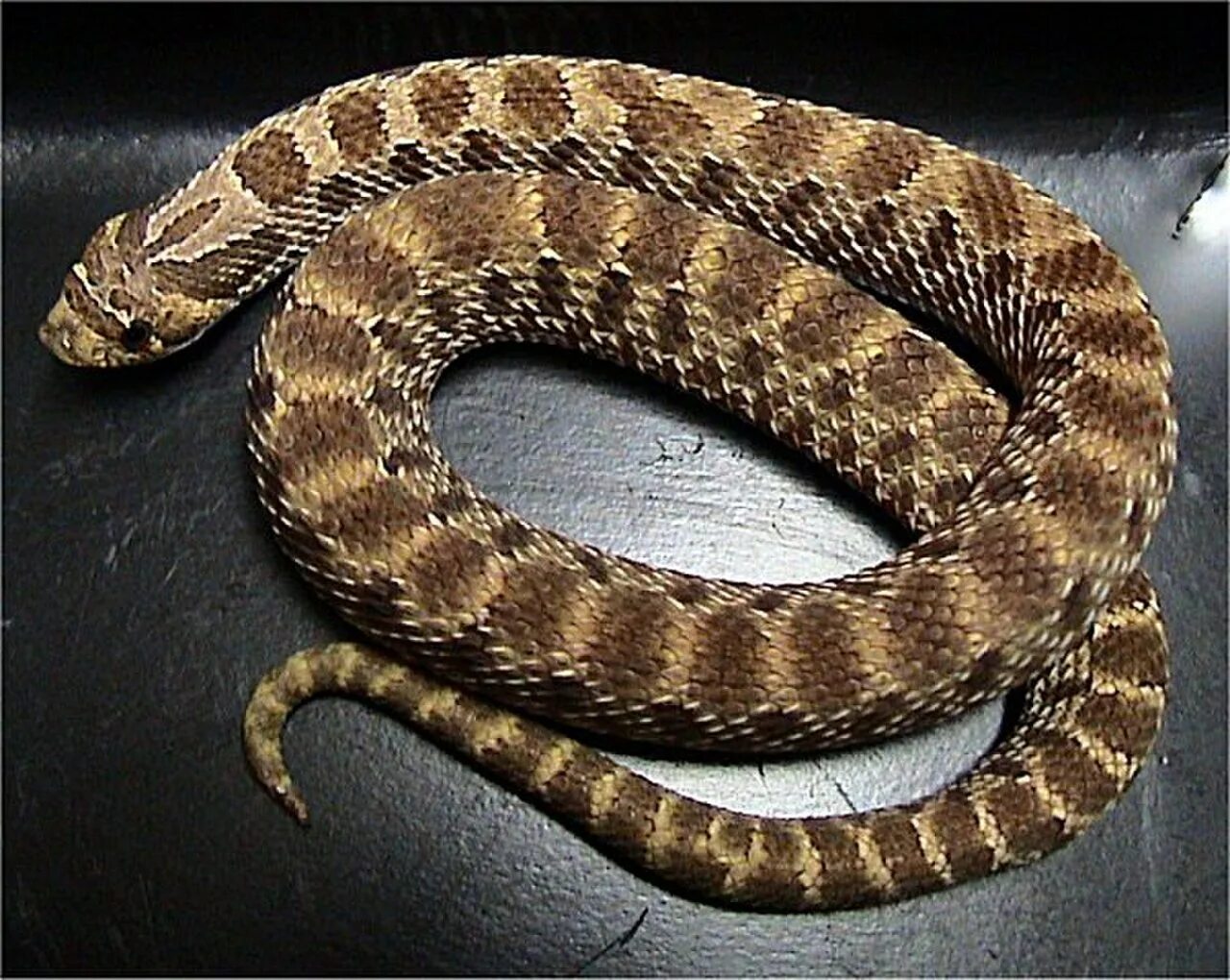 Пушистые змейки. Heterodon nasicus. Североамериканская свиноносая змея. Hognose змея. Свиноносая носатая змея.