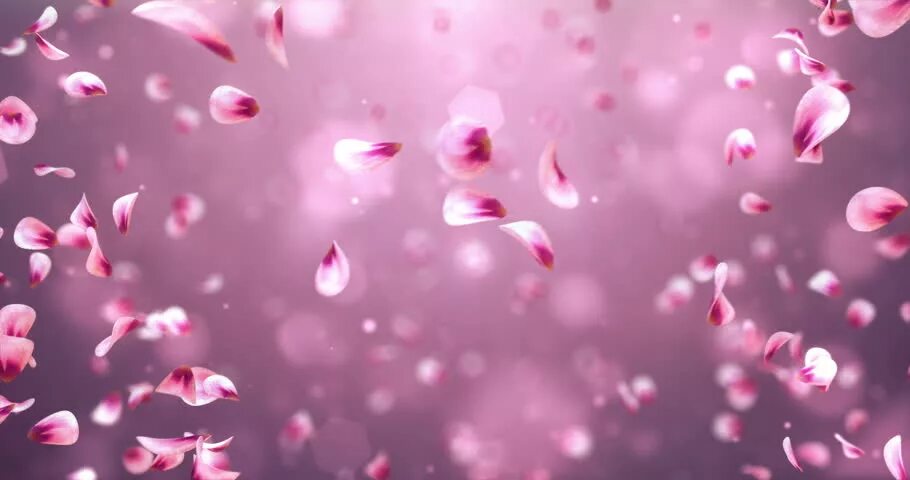 Летящие лепестки. Прозрачные лепестки. Лепестки роз. Падающие листья сакуры. Лепестки роз летают.