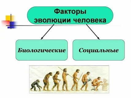 Социальные факторы эволюции сыграли