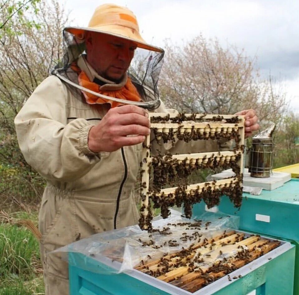 Купить пчел в калужской области. Пасека Мексика. Севастопольские пчеловоды. Иглинские пчеловоды.