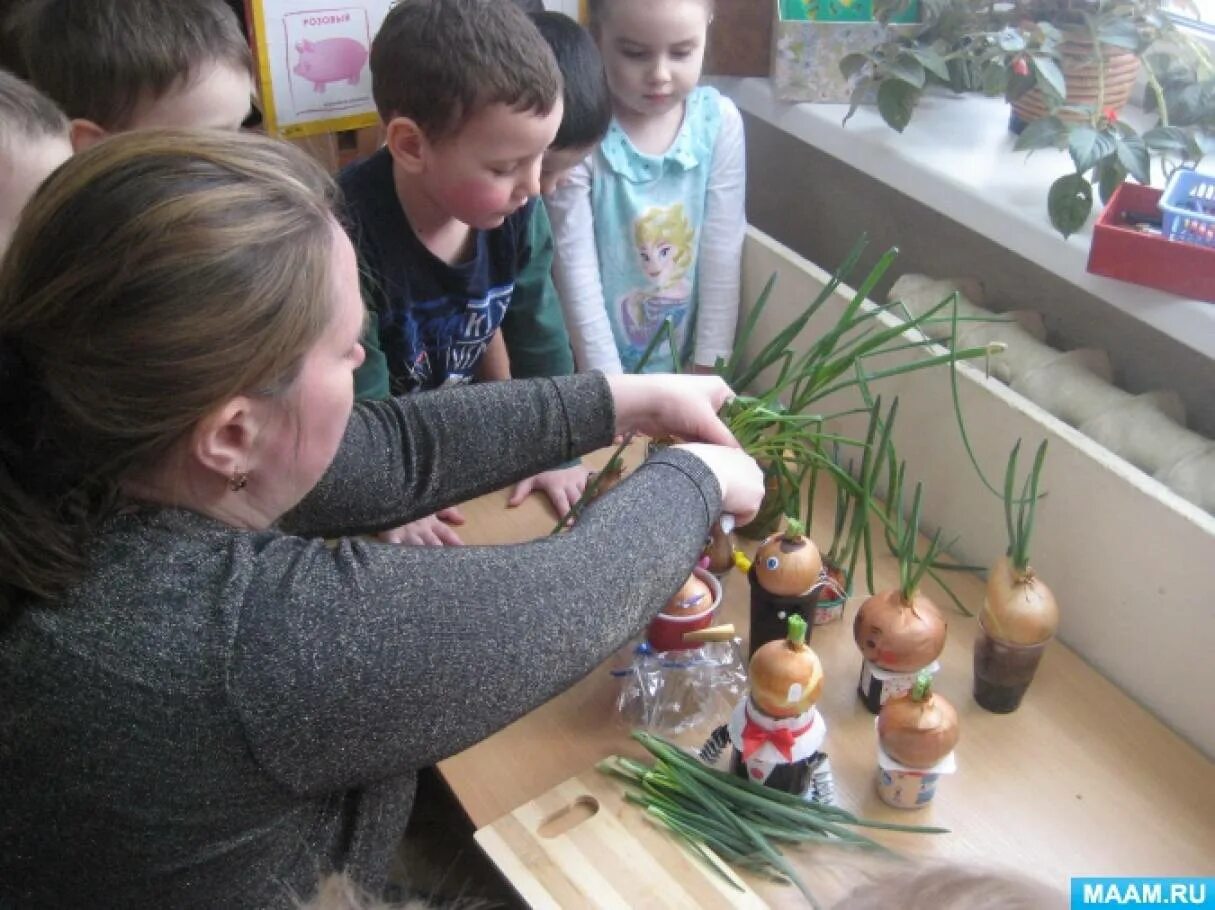 Сажаем лук в детском саду. Выращиваем лук в детском саду. Дети сажают лук в ДОУ. Лук для посадки в детском саду.