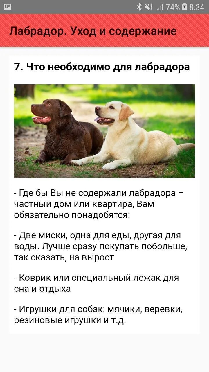 Лабрадор уход и содержание. Уход за лабрадором и его содержание. лабрадор как ухаживать.