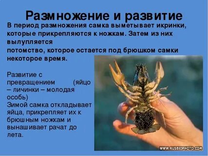 Рак история жизни