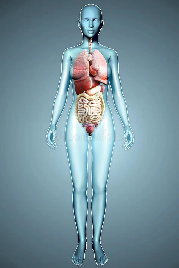 Строение женского тела. Человеческий организм женщины. Внутренние органы человека женщины.