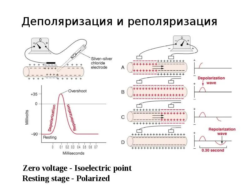 ЭКГ деполяризация и реполяризация. Реполяризация это в физиологии. Реполяризация кардиомиоцитов.