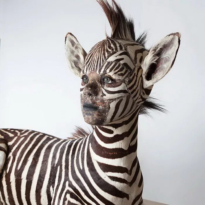 Странные гибриды животных. Необычные зебры. Скрещенные животные реальные. Скрещенные животные. Создание гибридов животных.