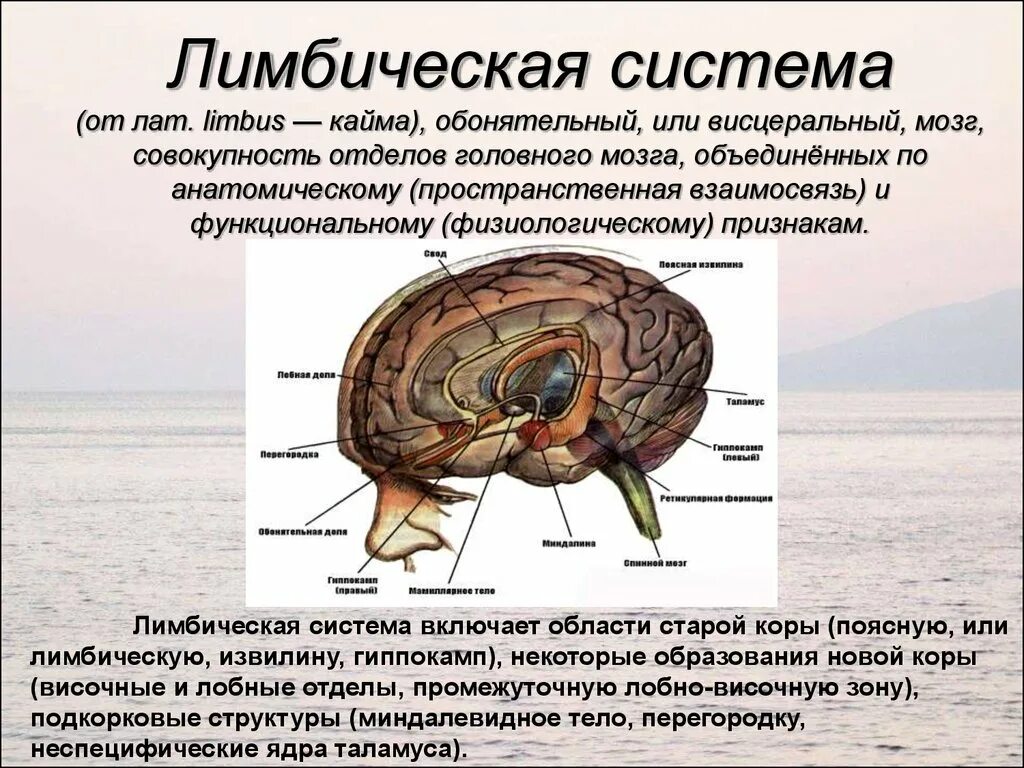 Обонятельные доли мозга. Лимбическая система головного мозга анатомия. Лимбическая система в мозге человека анатомия. Лимбическая система висцеральный мозг. Лимбическая система мозга состав.