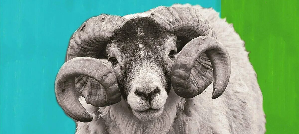 Баран. Бараны и овцы. Муфлон винторогий. Баран и ярочка. Барашки на курбан.
