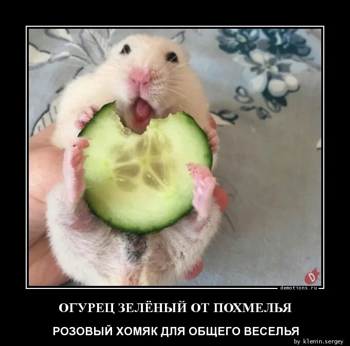 Огурец от похмелья. Хомяк с бодуна. хомяк с огурцом. зеленый хомячок и розовый хомячок. картинки хомяк с похмелья.