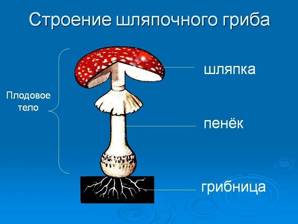 Главная часть любого гриба. Схема плодовое тело шляпочного гриба. Строение шляпочного гриба 5 класс биология рисунок. Строение шляпочного гриба мухомора. Строение тела шляпочного гриба.