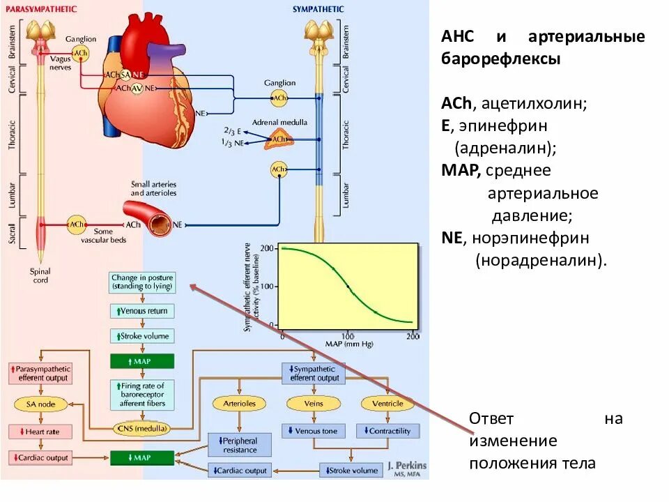 Барорецепторная система регуляции артериального давления. Регуляция артериального давления механизмы барорецепторы. Роль АДГ В регуляции артериального давления. Барорецепторный механизм регуляции ад. Адреналин карта