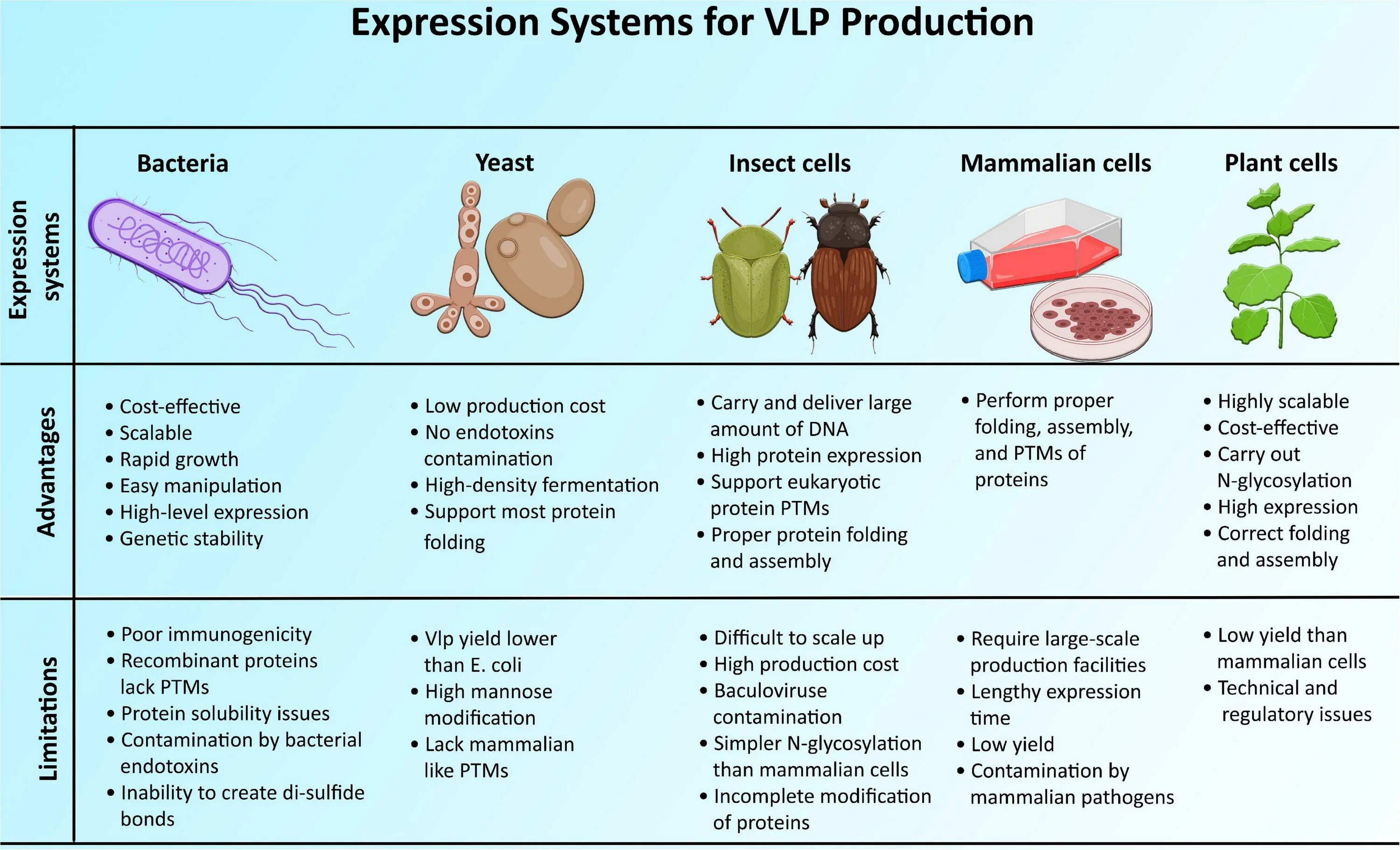 Like virus. Virus like Particles orf2 PCV-2. Virus like Particles orf2. Monocystis SP. Кциста с сизигием. Viral vectors and VLPS.