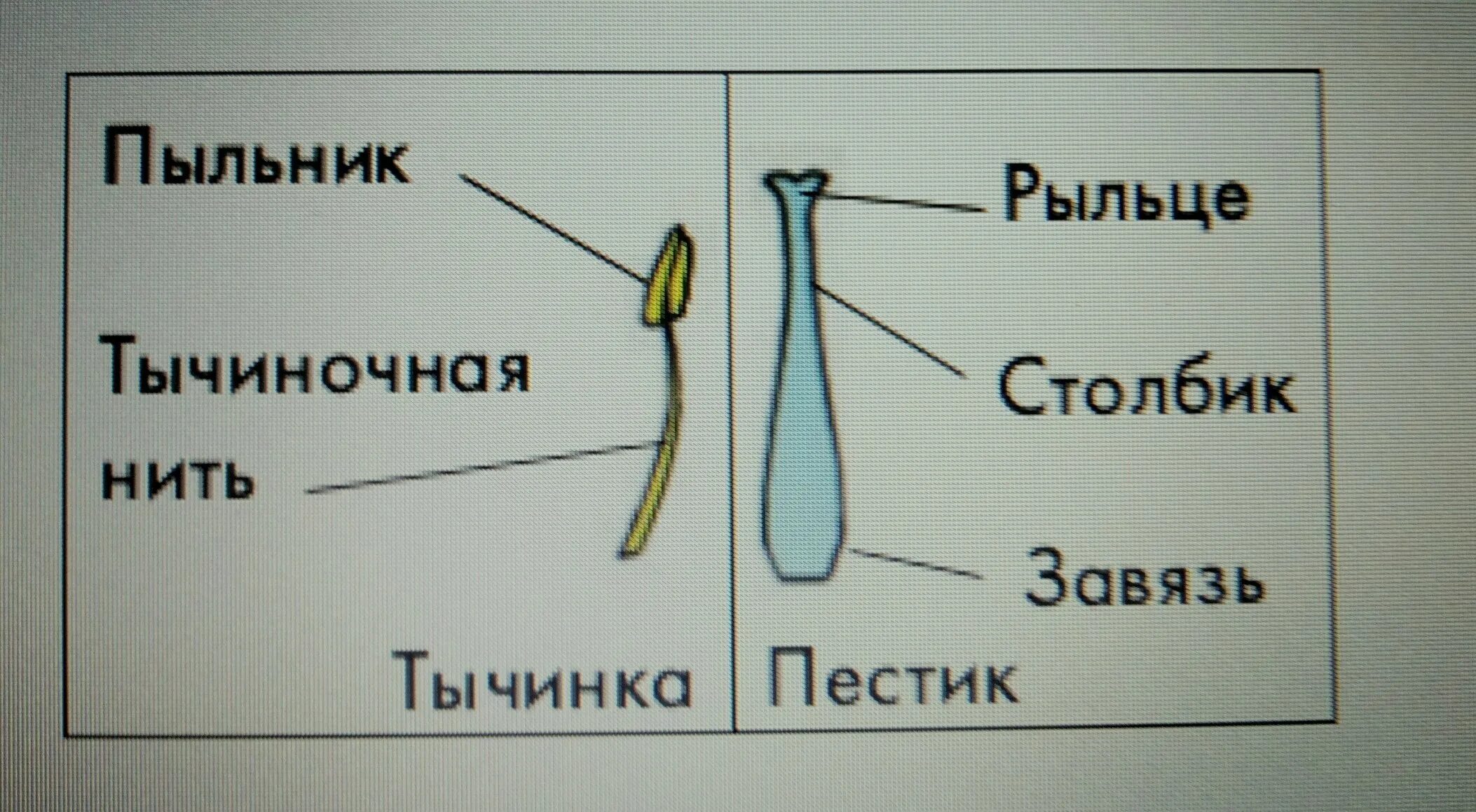 Какое строение пестик. Схема пестика и тычинки строение. строение пестика и тычинки. рисунок строение пестика и строение тычинок.