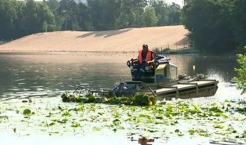 На Суздальских озерах "амфибии" убрали водную растительность Телеканал Санкт-Пет