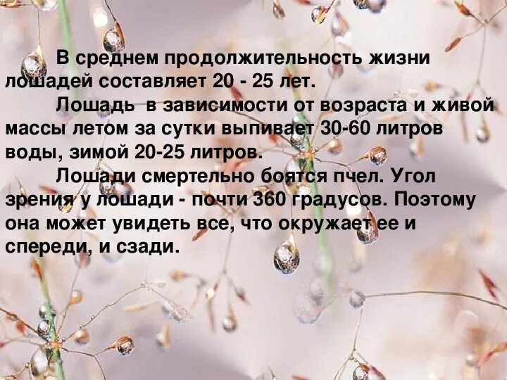 Сколько живут лошади в среднем. Средний возраст жизни лошади. Сколько лет живут лошади. Срок жизни лошади. Сколько лет живут лошади.
