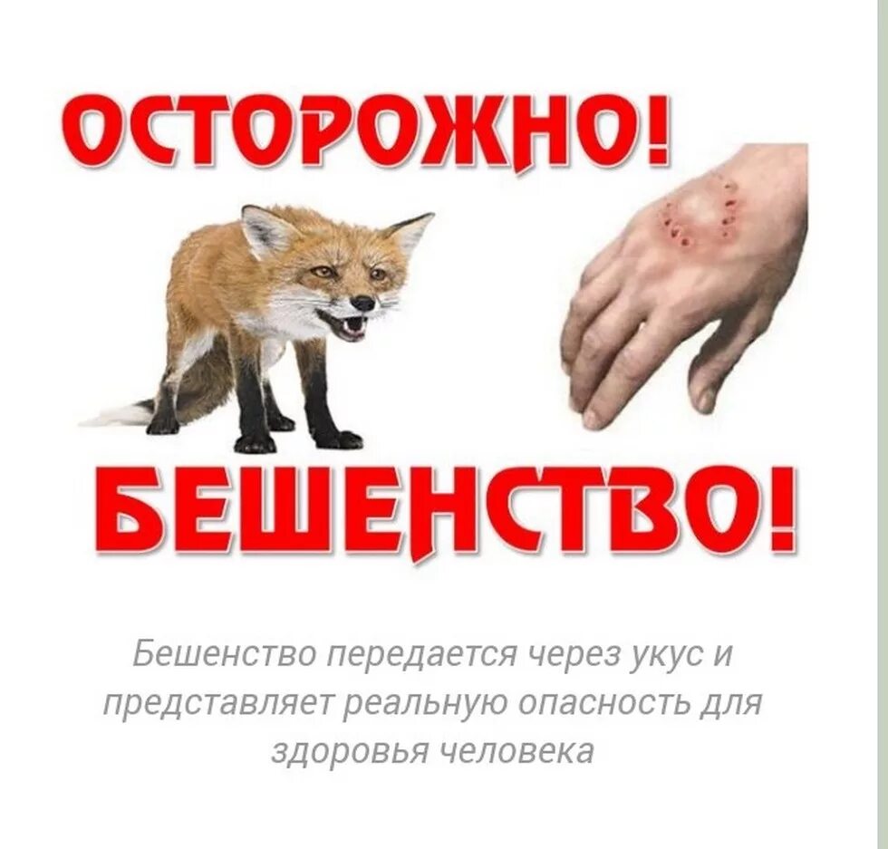 Осторожный и лиса зверь