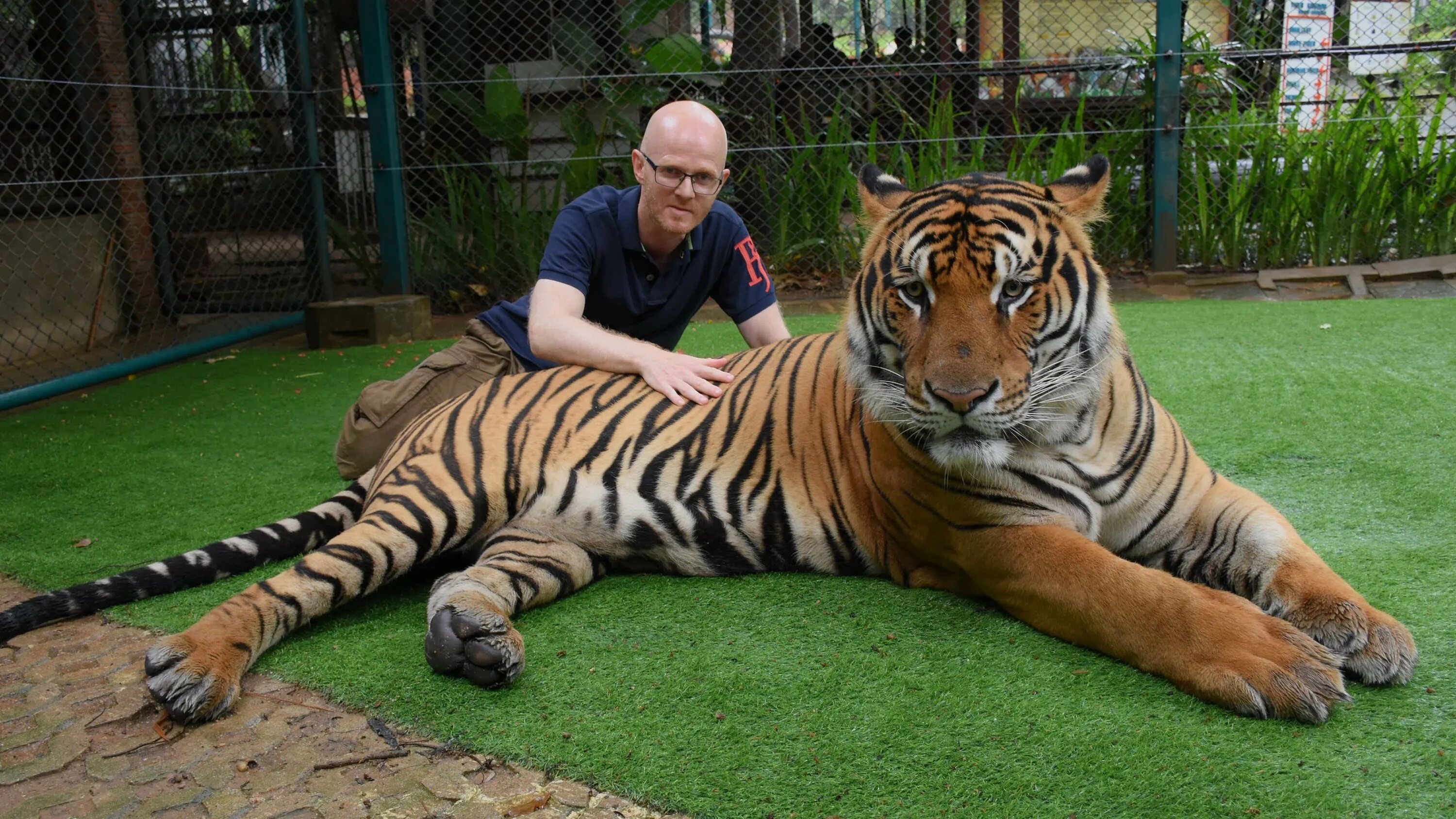 Тайгер кингдом Пхукет. Тигр кингдом Пхукет. Лигр Геркулес самый большой кот в мире. Лигр Геркулес самый большой тигр вес.
