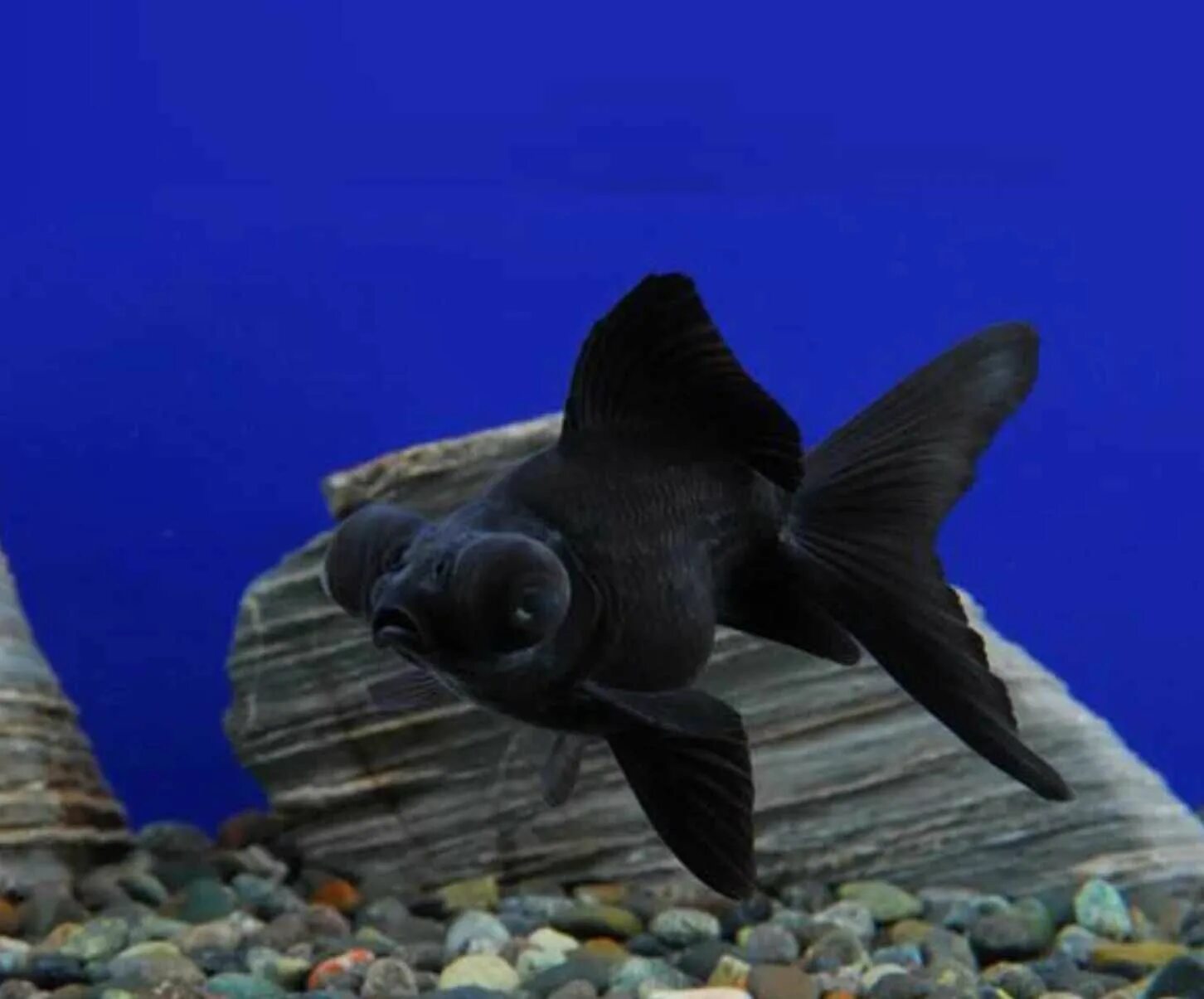 Черная рыба жив. Телескопик рыбка аквариумная. Рыбка телескоп вуалехвост черный. Телескопик рыбка аквариумная черная. Рыбка телескоп черный.