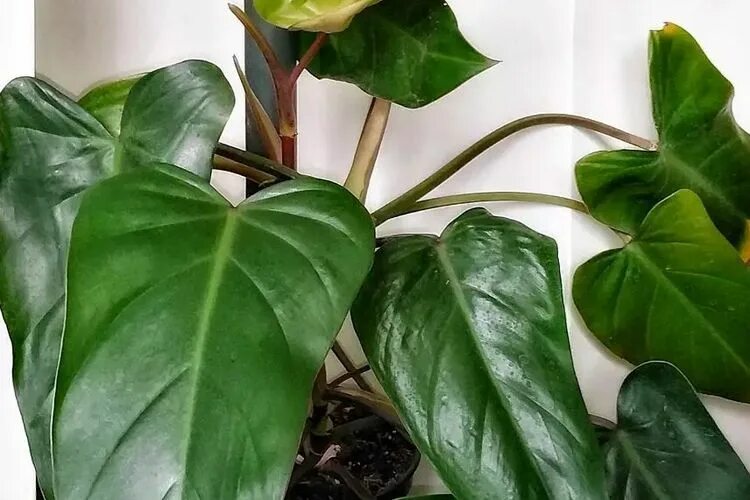 Филодендрон флорида грин. Филодендрон Florida Green. Филодендрон erubescens. Philodendron Florida Green/Филодендрон Флорида Грин. Филодендрон эрубесценс Green.