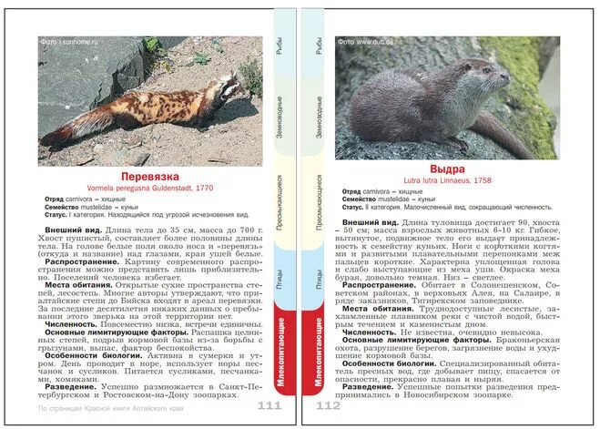 животные алтайского края список. вымирающие животные алтайского края. обитатели алтайского края. животные алтайского края список. животные красной книги алтайского края.