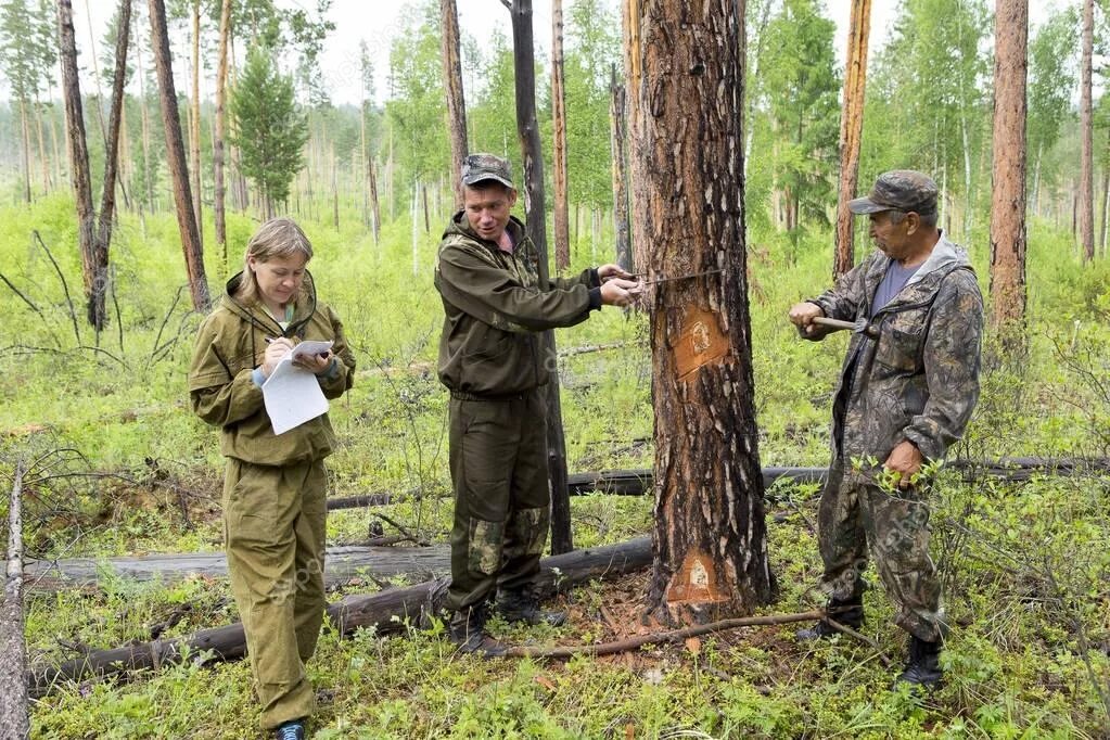 Отбор деревьев в рубку. Лесник на дереве. отметка деревьев назначенных в рубку. метка лесника на дереве. задания леснику рубка древесин.