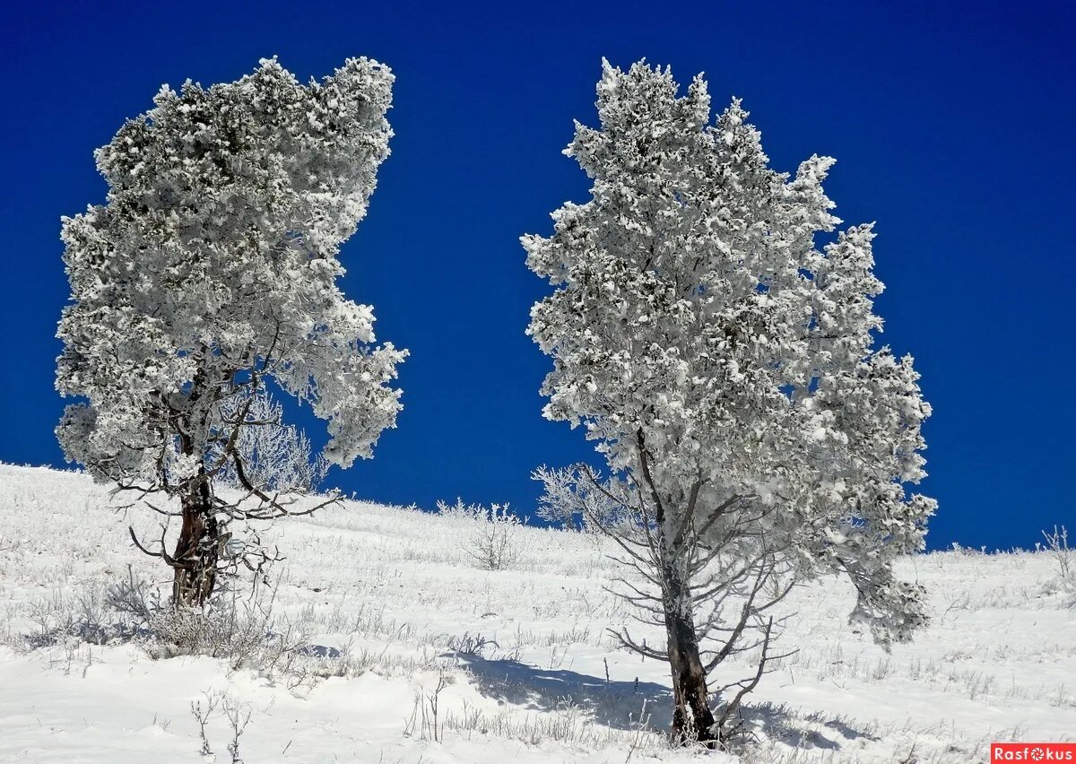 Дерево с двумя стволами зимой. Ясень в лесостепи. Голова в виде дерева. Деревья в ряд. Мы видели несколько деревьев.