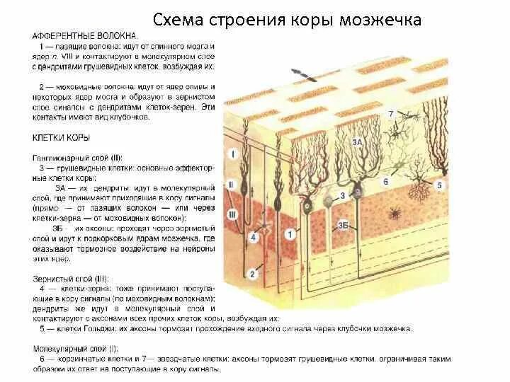 Кенаф волокно. Строение коры мозжечка гистология. Афферентные волокна коры мозжечка. Волокна коры. Волокна коры.