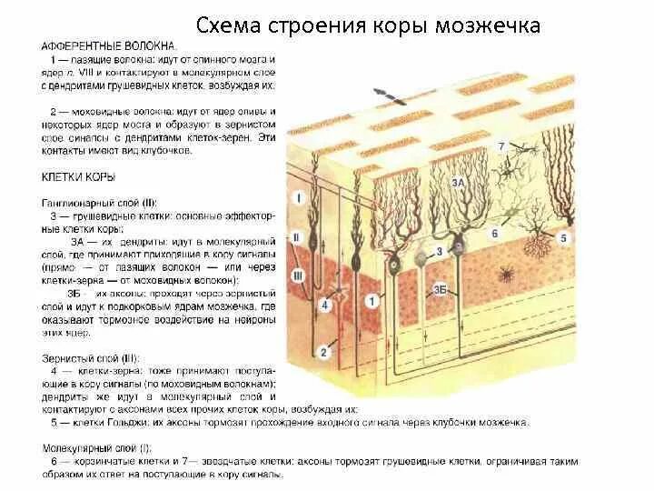 Ткань мозжечка. Волокна коры мозжечка гистология. Клетки мозжечка гистология. Состав коры мозжечка.