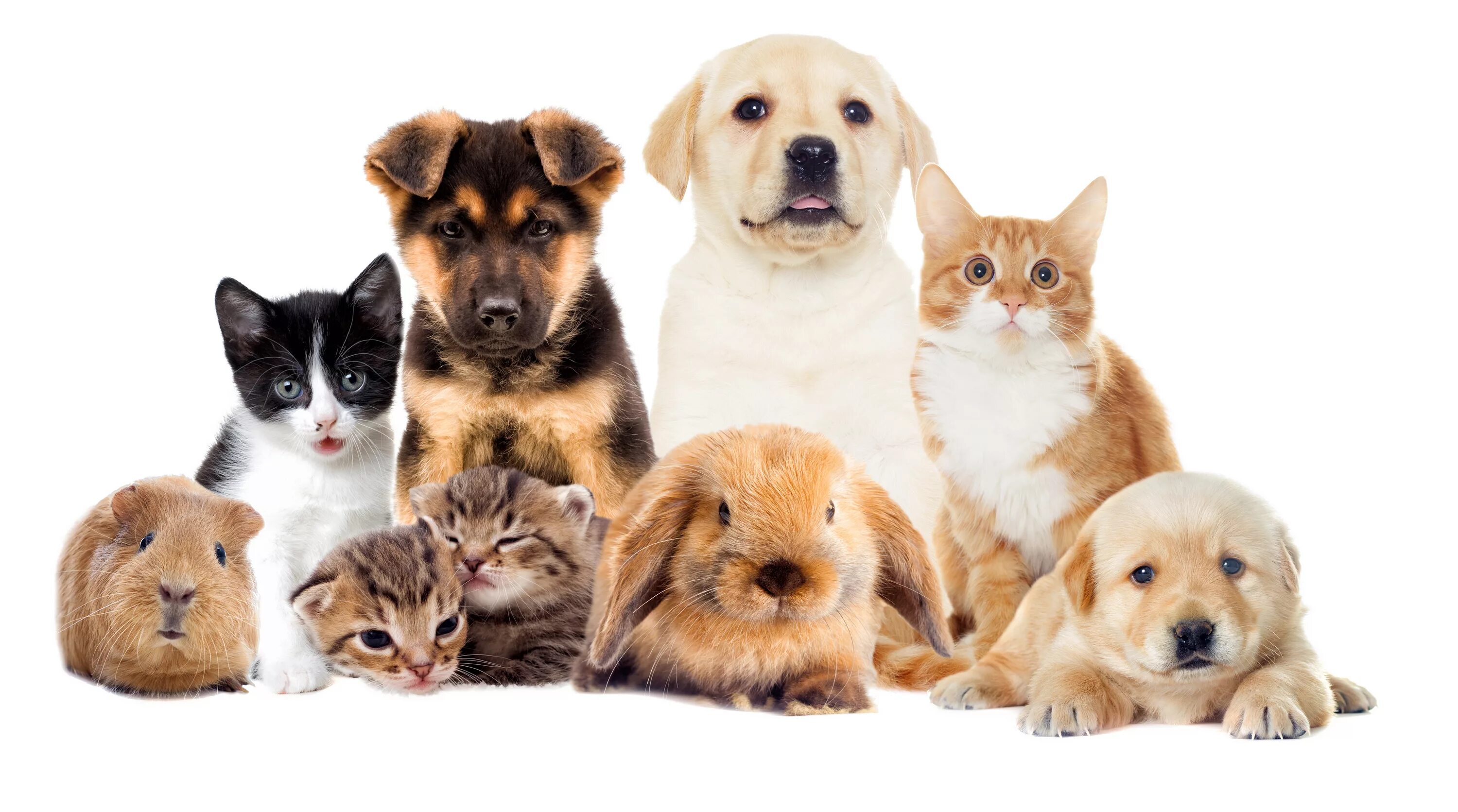 Pet group. Домашние животные. Кошки и собаки. Много домашних животных. Домашние животные вместе.