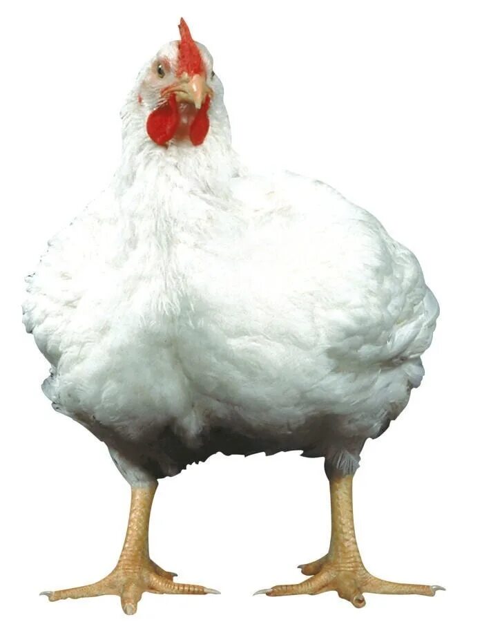 Куры бройлеры кобб 500. Породы кур бройлеров. Курица кобб 500. Куры кобб 500. Куры породы хаббард.