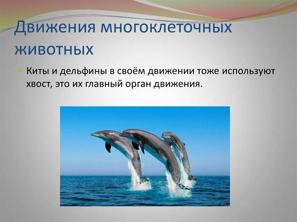Движение живых. Движение многоклеточных организмов. движение многоклеточных животных. передвижение многоклеточных животных. способы передвижения многоклеточных животных.