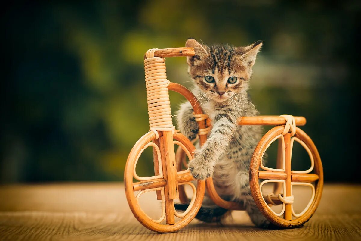 Cat bike