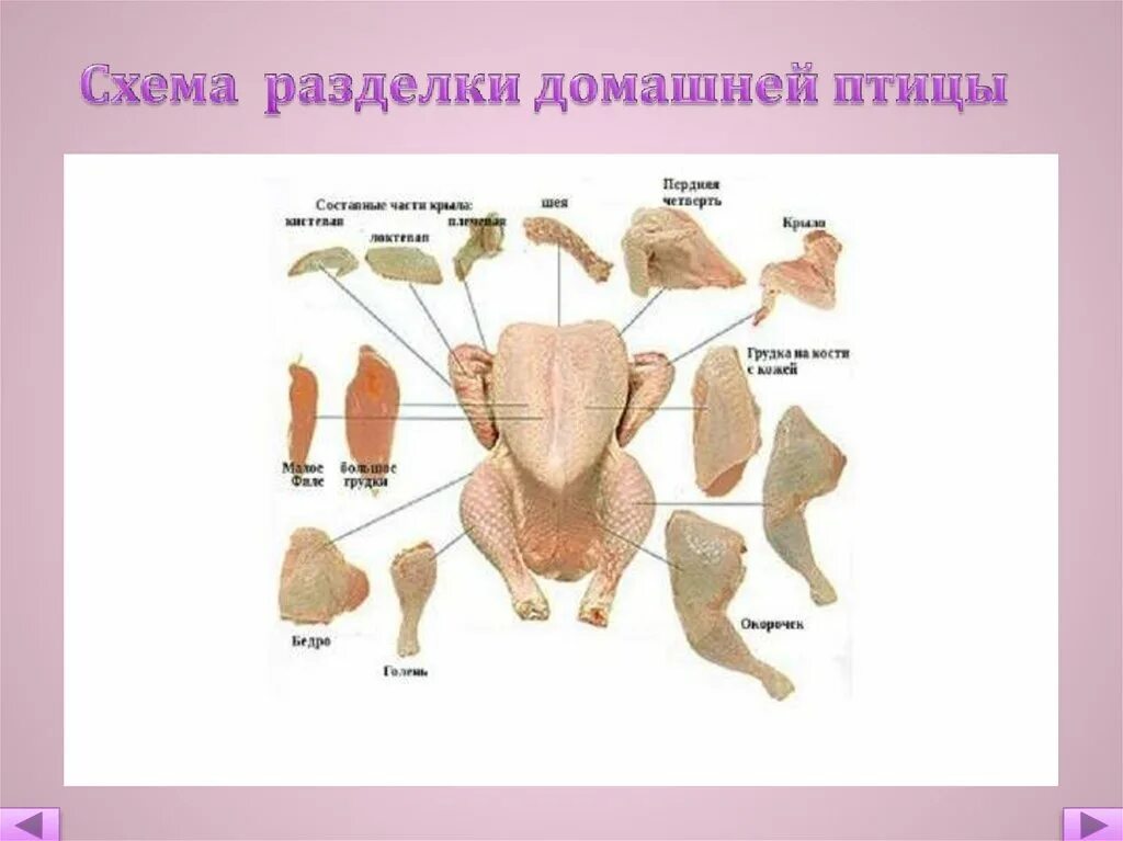 Какие части курицы лучше. Схема обработки сельскохозяйственной птицы. Разделка туши птицы схема. Схема разделки домашней птицы. Схема тушки курицы.