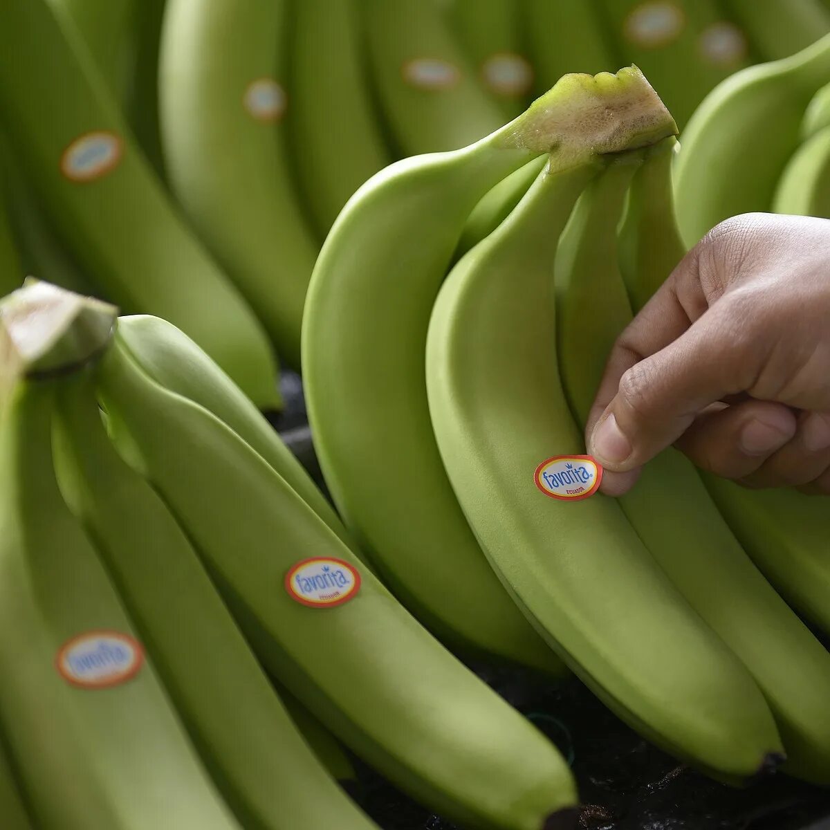 Американский банан. Дефицит бананов. Дефицит бананов. Банан говорит. Дефицит бананов.