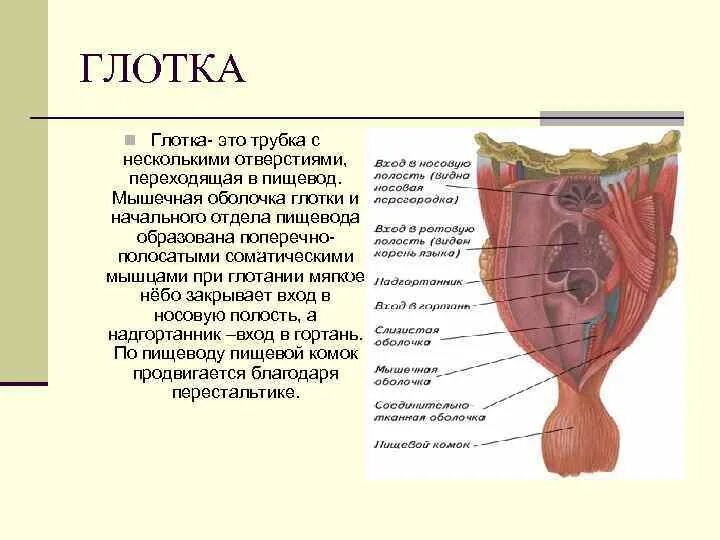 Глотка органы пищеварения. Функции глотки. Глотка мышечная оболочка. Глотка пищеварительная система. Мышечная оболочка глотки образована.