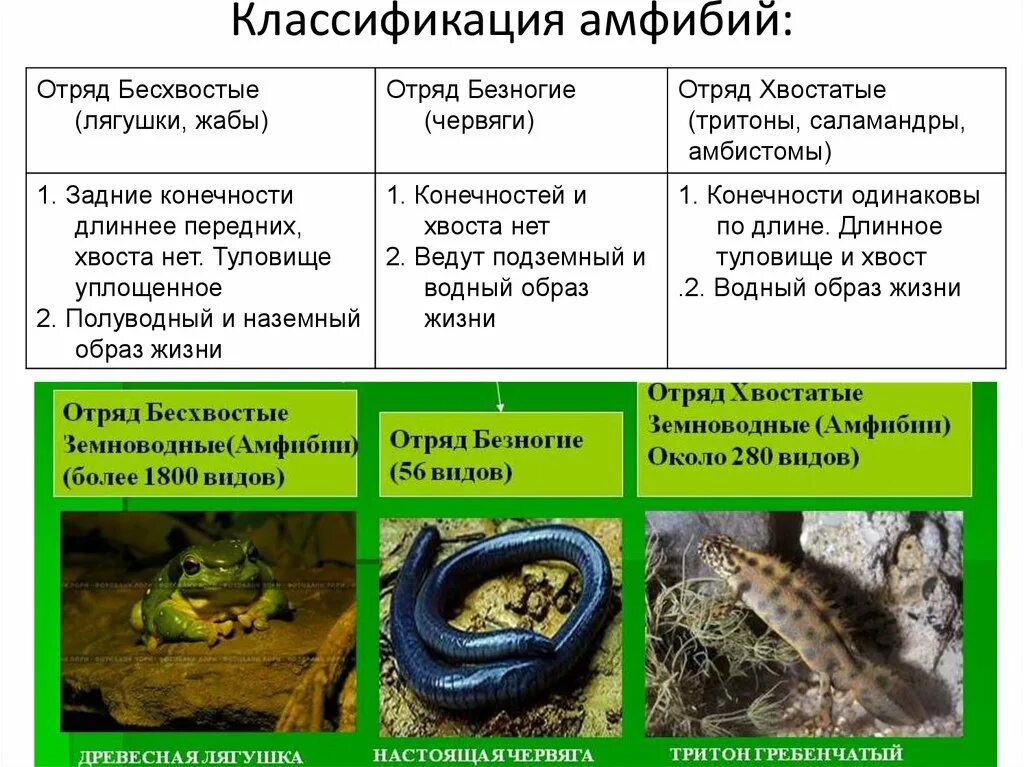 Фактор влияющий на распространение земноводных. Таблица по биологии признаки безногие бесхвостые хвостатые. Таблица земноводные безногие хвостатые бесхвостые. Таблица по биологии отряды безногие хвостатые бесхвостые. Отряд земноводные или амфибии таблица.