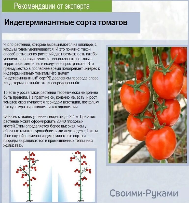 Что такое детерминантный сорт томатов и индетерминантный. Пасынкуем индетерминантные томаты. Томат детерминантный и индетерминантный. Пасынкование детерминантных томатов. Томаты индетерминантный высота.