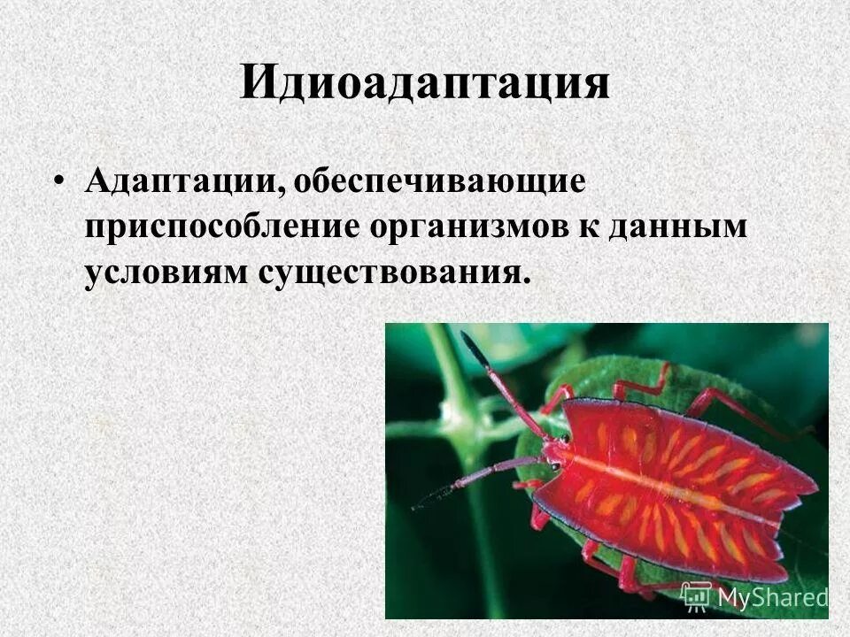 Идиоадаптация пресмыкающихся. Идиоадаптации насекомых. Идиоадаптация у насекомых примеры. Идиоадаптация у членистоногих. Идиоадаптация приспособление.