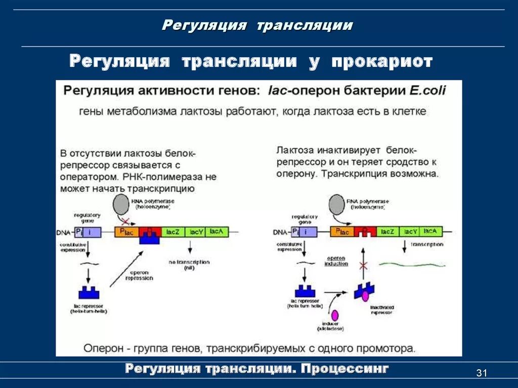 Регуляция биосинтеза белков у прокариот